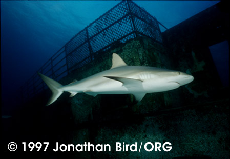 Caribbean Reef Shark [Carcharhinus perezi]