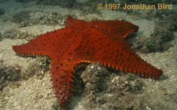 Cushion Sea star [Oreaster reticulatus]