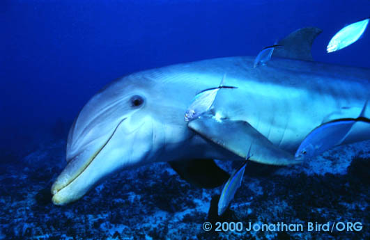 Bottlenosed Dolphin [Tursiops truncatus]