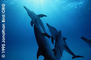 Atlantic Spotted Dolphin [Stenella frontalis]