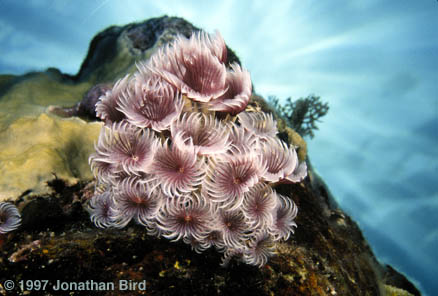 Social Feather duster Worm [Bispira brunnea]