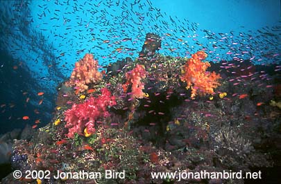 Coral Reef [--]