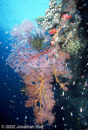 Coral Reef [--]