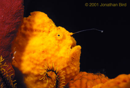 Longlure Frogfish [Antennarius multiocellatus]