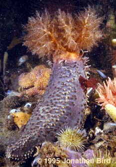 Orange-footed Sea cucumber [Cucumaria frondosa]