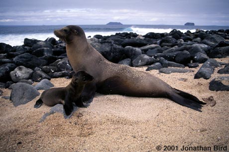 Galapagos Sea lion [Zalophus californianus wollebaeki]