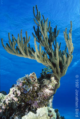 Soft Coral Gorgonian [--]