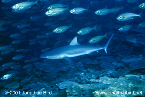 Gray Reef Shark [Carcharhinus amblyrhynchos]