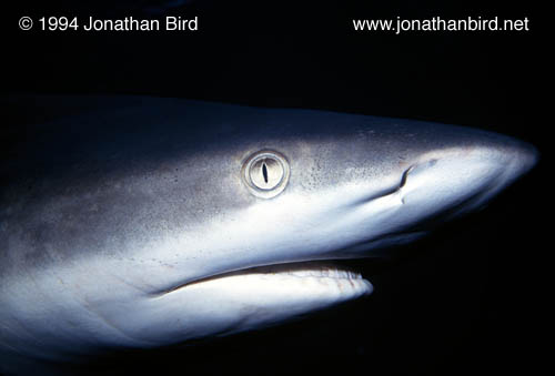 Gray Reef Shark [Carcharhinus amblyrhynchos]