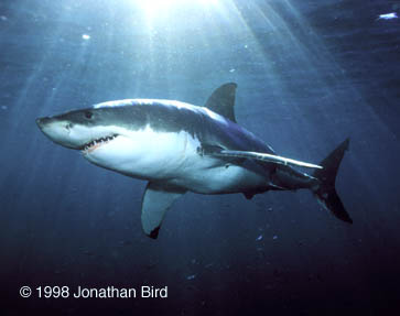 Great White Shark [Carcharodon carcharias]