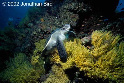 Black Sea turtle [Chelonia agassizi]