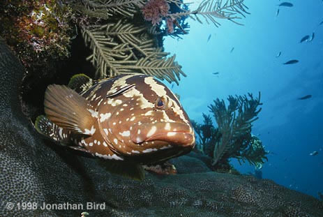 Nassau Grouper [Epinephelus striatus]