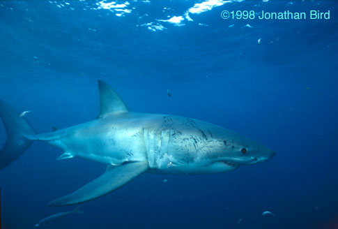 Great White Shark [Carcharodon carcharias]
