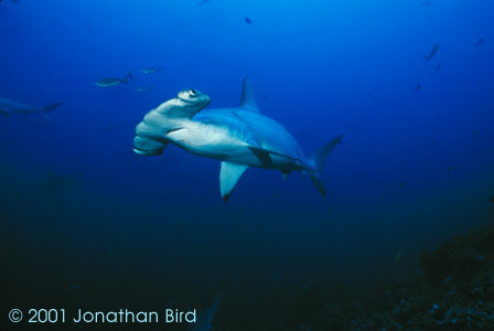 Scalloped Hammerhead Shark [Sphyrna lewini]