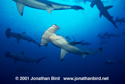 Scalloped Hammerhead Shark [Sphyrna lewini]