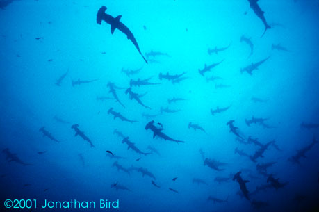 Scalloped Hammerhead Shark [Sphyrna lewini]