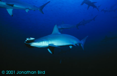 Scalloped Hammerhead Shark [Sphyrna lewini]