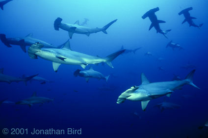 Scalloped Hammerhead Shark [Sphyrna lewini]