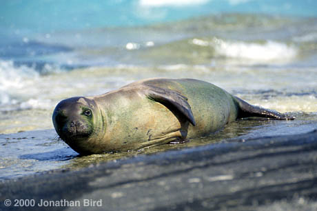 Hawaiian Monk Seal [Monachus schauinslandi]