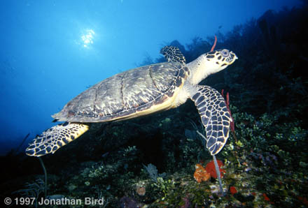 Hawksbill Sea turtle [Eretmochelys imbricata]