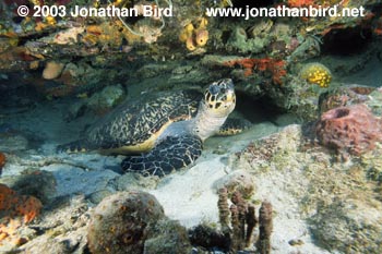 Hawksbill Sea turtle [Eretmochelys imbricata]