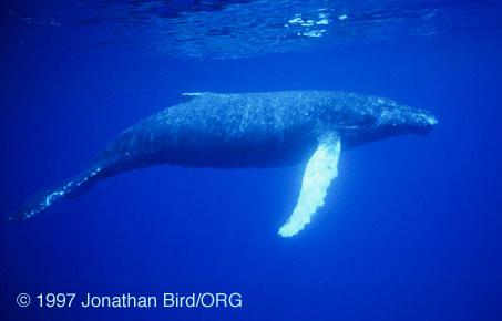 Humpback Whale [Megaptera novaeangliae]