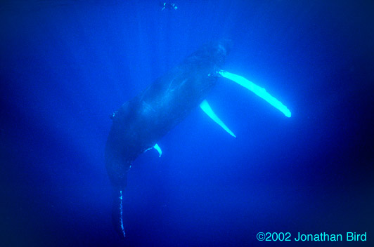 Humpback Whale [Megaptera novaeangliae]