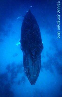 Humpback Whale [Megaptera novaeangliae]