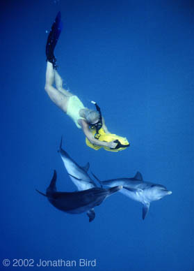 Atlantic Spotted Dolphin [Stenella frontalis]