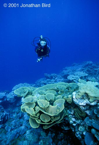 Coral Reef [--]