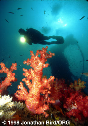 Diver Wreck [--]