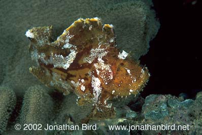 Leaf Scorpionfish [Taenianotus triacanthus]