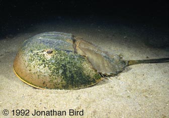 Horseshoe Crab [Limulus polyhemus]