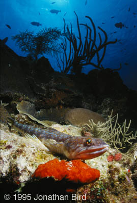 Sand Diver Lizardfish [Synodus intermedius]