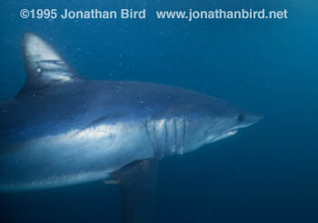 Mako Shark [Isurus oxyrinchus]