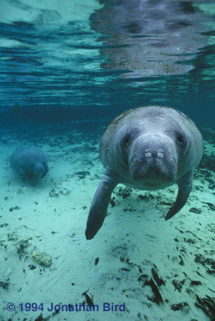 West Indian Manatee [Trichechus manatus]