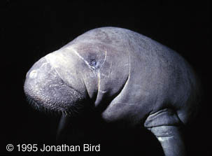 West Indian Manatee [Trichechus manatus]