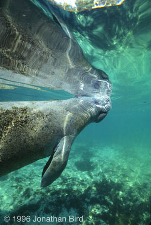 West Indian Manatee [Trichechus manatus]