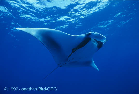 Atlantic Manta Ray [Manta birostris]