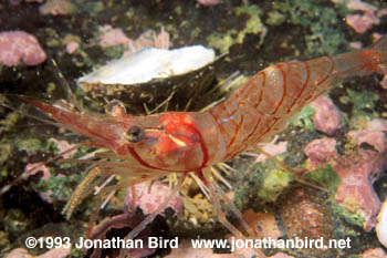 Montague Shrimp [Pandalus montagui]