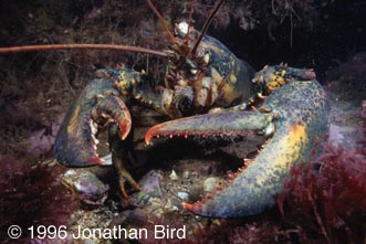 Northern Lobster [Homarus americanus]