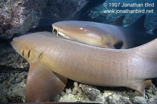 Nurse Shark [Ginglymostoma cirratum]