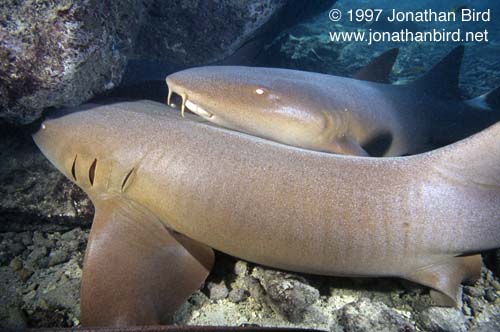 Nurse Shark [Ginglymostoma cirratum]