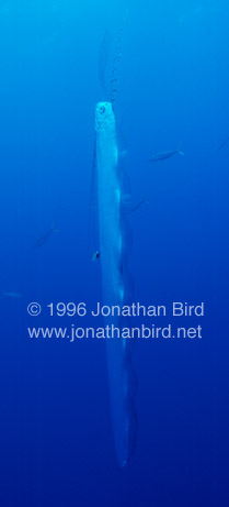 Oarfish Fish [Regalecus glesne]