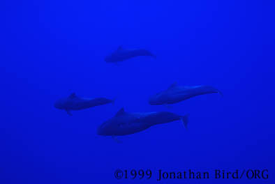 Short-finned Pilot Whale [Globicephala macrorhynchus]