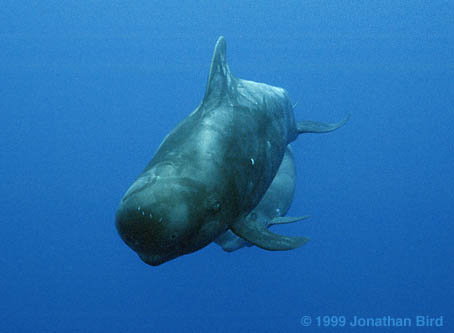 Short-finned Pilot Whale [Globicephala macrorhynchus]