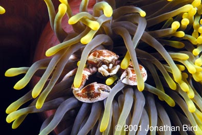 Spotted Porcelain Crab [Neopetrolisthes maculata]