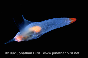 Sea Butterfly [Clione limacina]