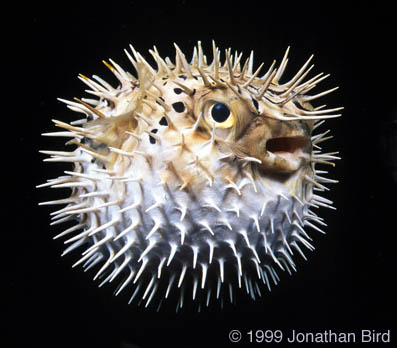 Balloon Fish [Diodon holocanthus]