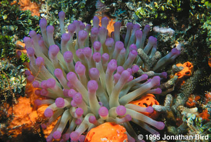 Giant Anemone [Condylactis gigantea]